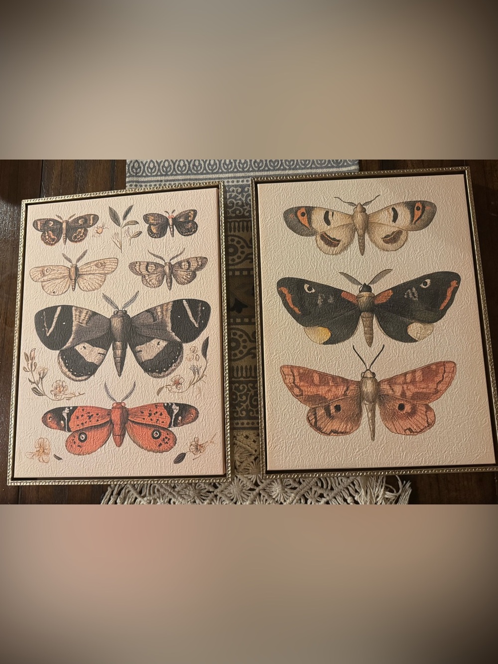 Set of 2 Vintage Scientific Illustration / Entomology Textured Canvas Gold Frame